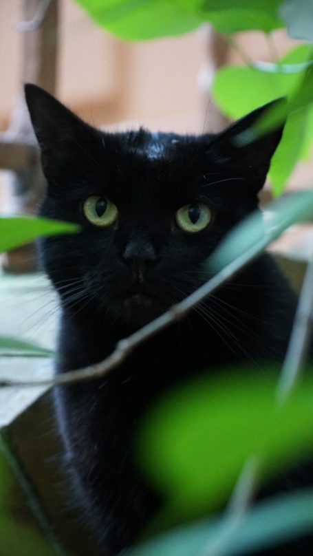 Schwarze Katze im Gebüsch